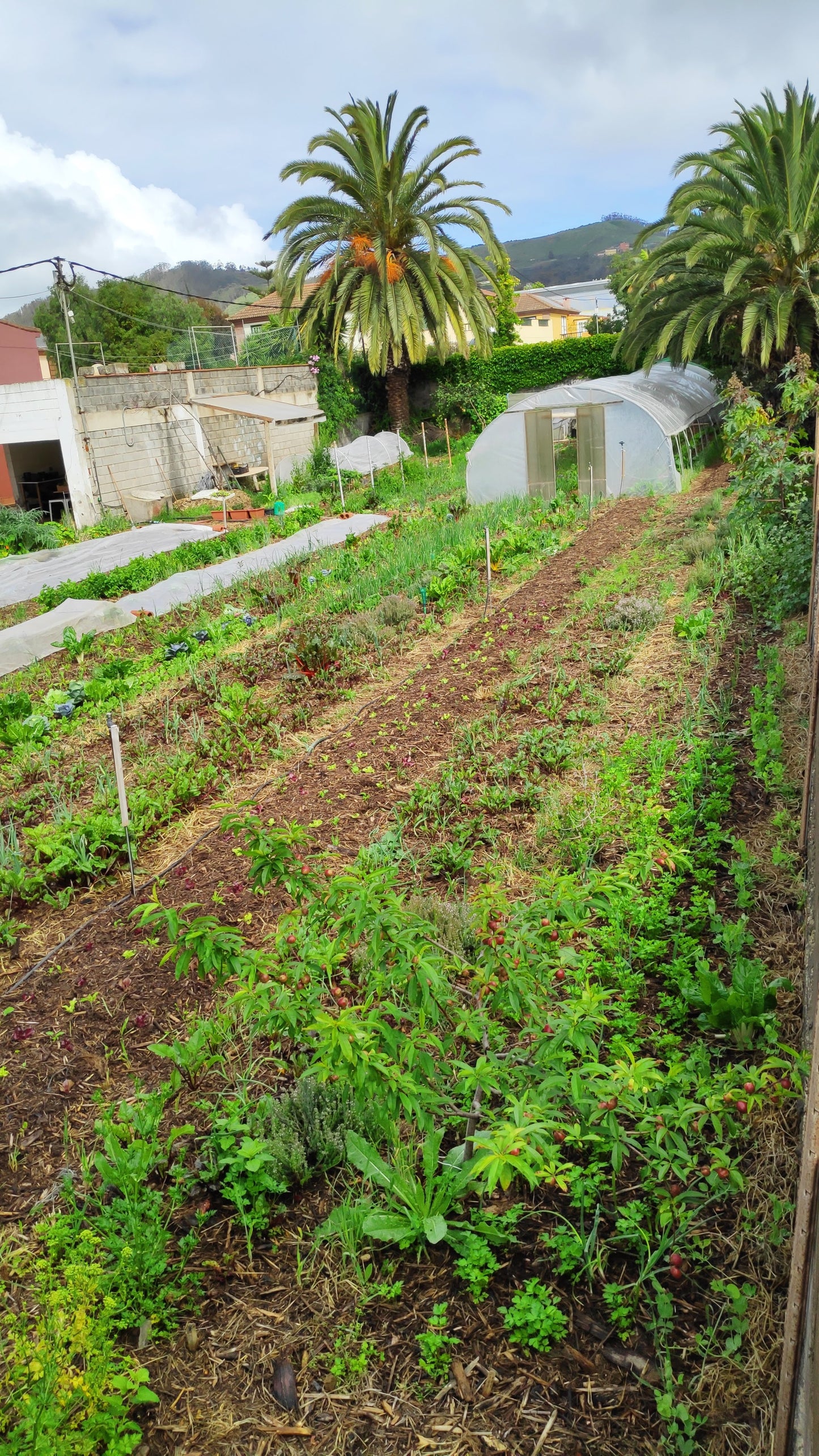 Jornada Iniciación a La Agroforestación