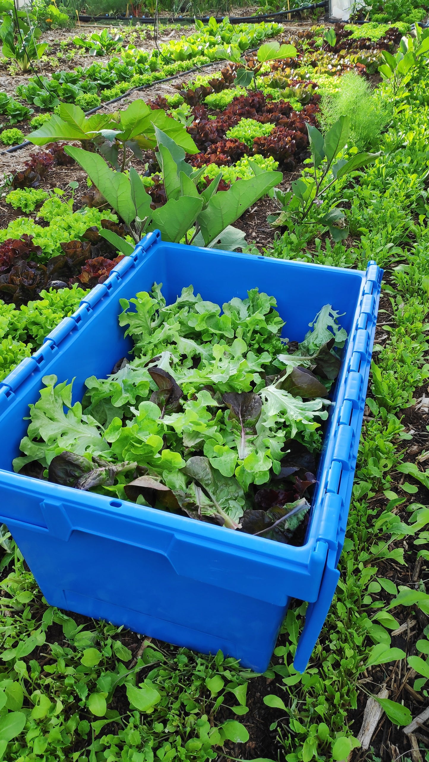 Jornada Iniciación a La Agroforestación