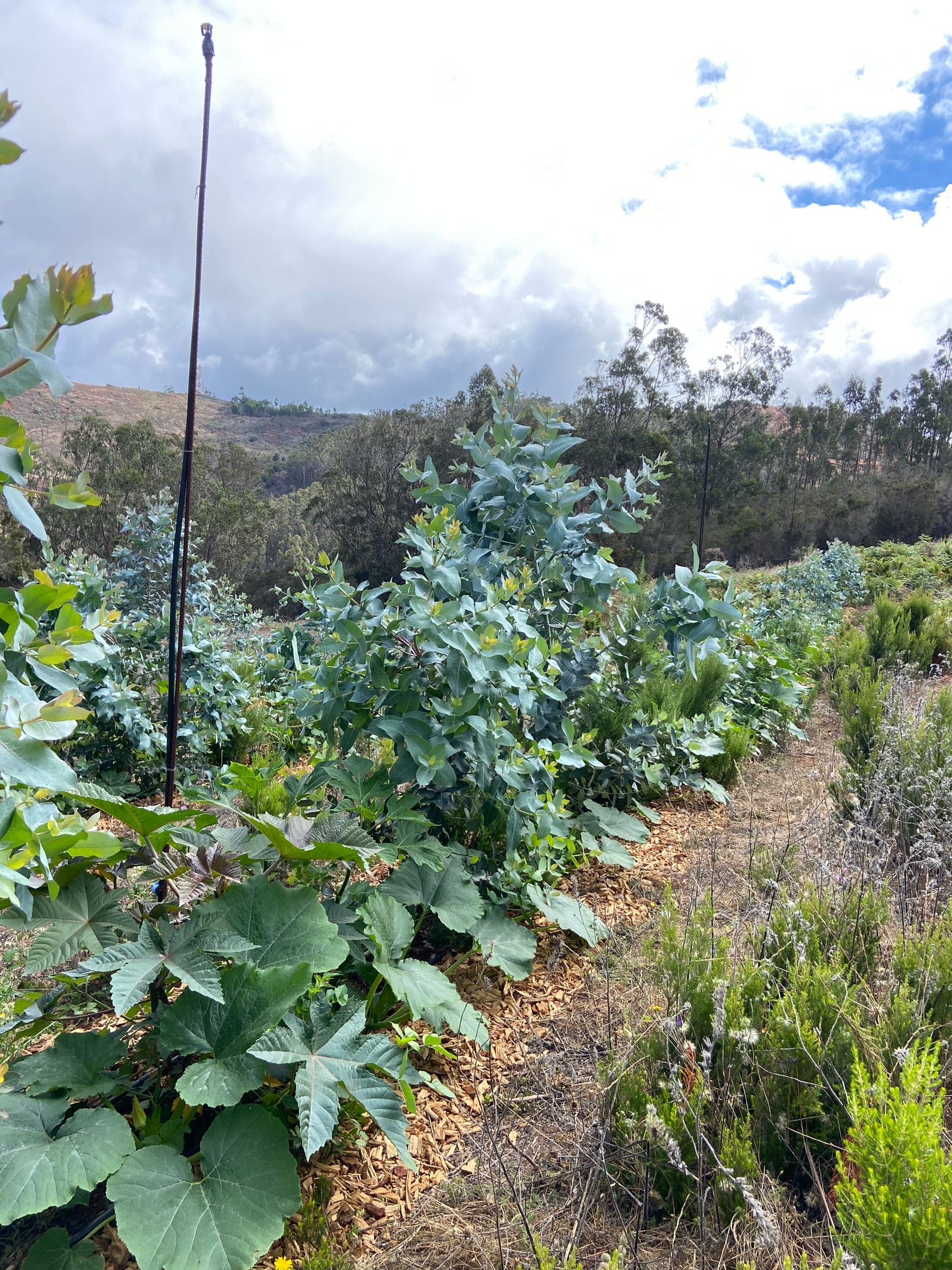 Visita Guiada a Finca
