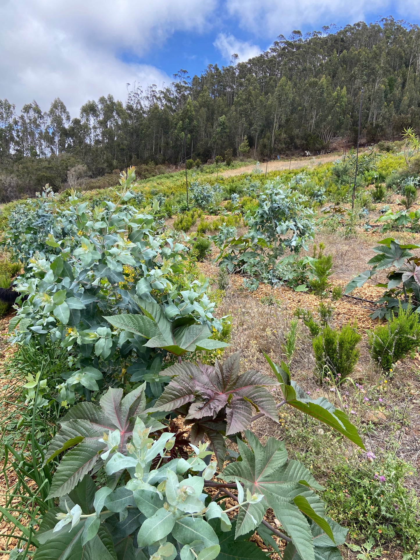 Visita Guiada a Finca