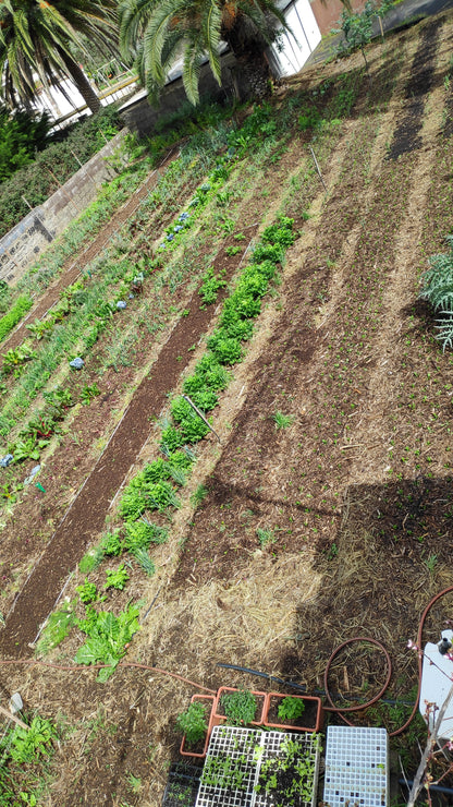 Taller de Huerta Regenerativa