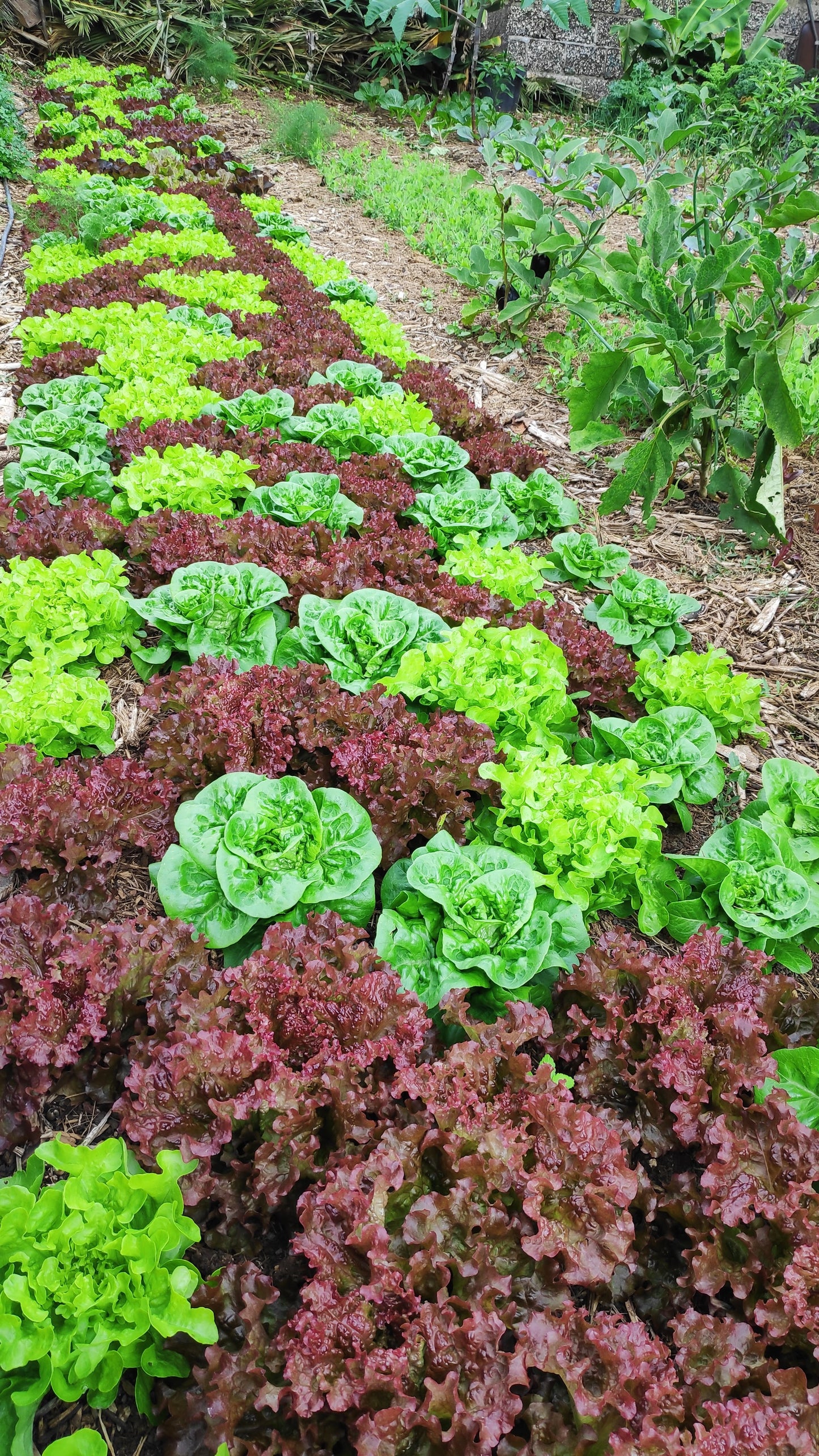 Taller de Huerta Regenerativa